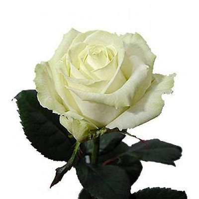 Белая роза Урал