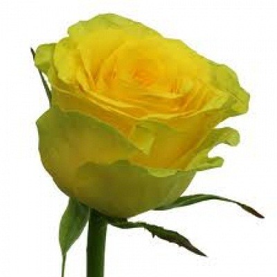 Желтая роза Урал