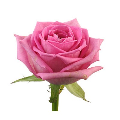 Розовая роза Урал