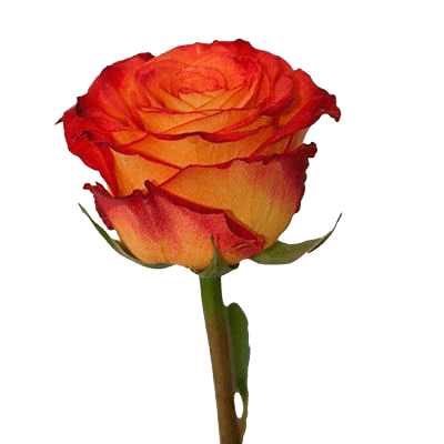 Рыжая роза Урал