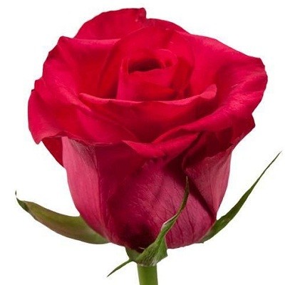 Роза Эквадор красная
