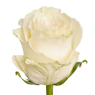 Роза Эквадор белая