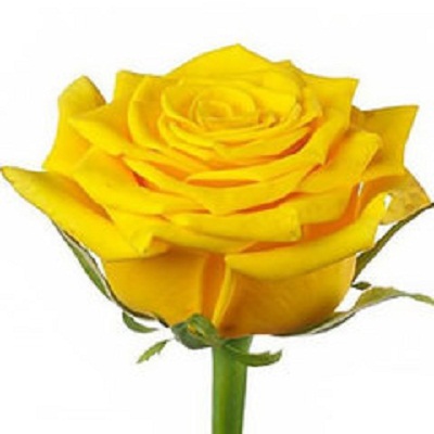 Роза Эквадор желтая