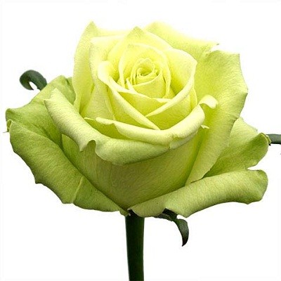 Роза Эквадор зеленая