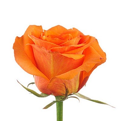 Роза Эквадор оранжевая