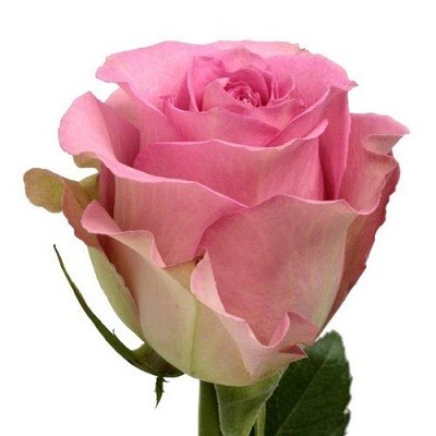 Роза Эквадор розовая