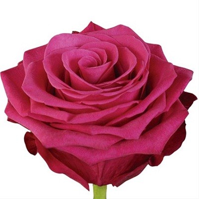 Роза Эквадор темно-розовая