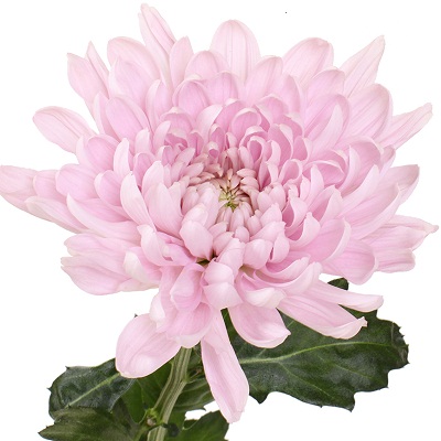 Хризантема Одноголовая розовая