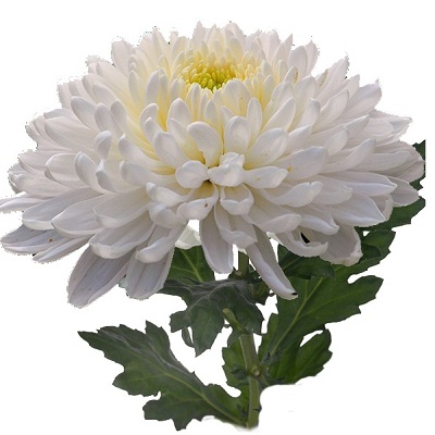 Хризантема Одноголовая белая
